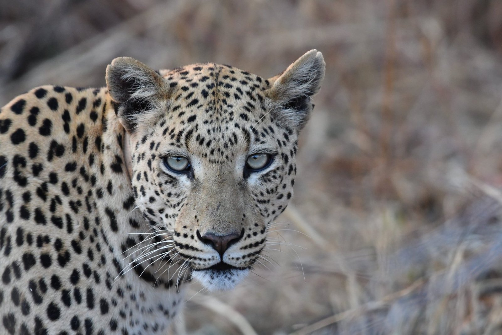 Begegnung mit einem Leoparden in der afrikanischen Wildnis.