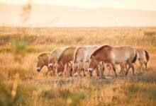 Przewalski-Pferde im Nationalpark Neusiedler See – Seewinkel. © Burgenland Tourismus / Peter Podpera
