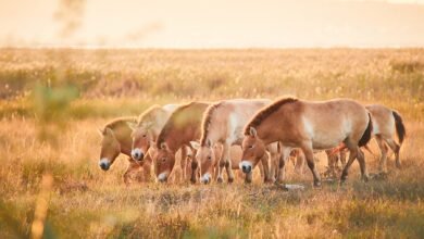 Przewalski-Pferde im Nationalpark Neusiedler See – Seewinkel. © Burgenland Tourismus / Peter Podpera