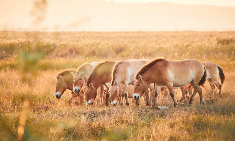 Przewalski-Pferde im Nationalpark Neusiedler See – Seewinkel. © Burgenland Tourismus / Peter Podpera